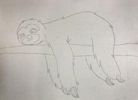 Sloth Canvas